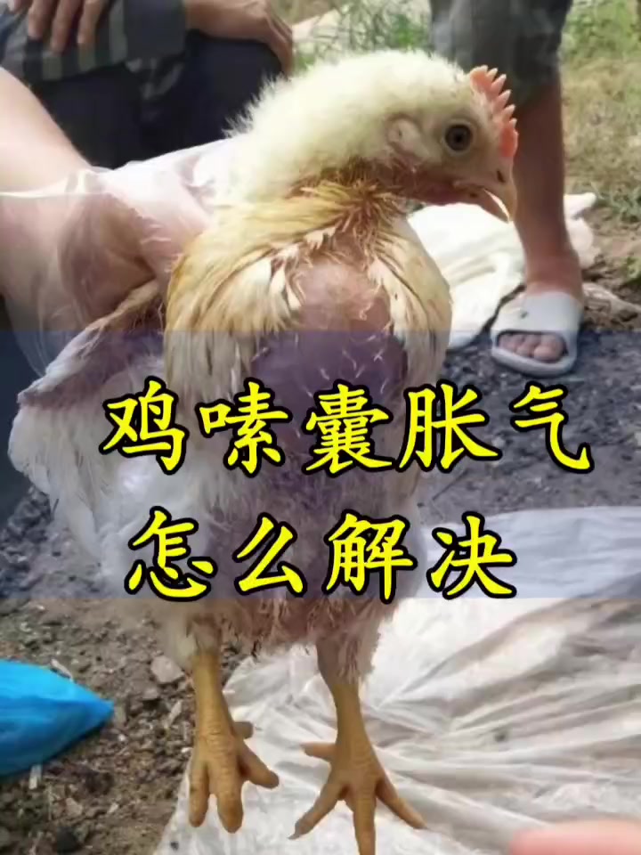鸡嗉囊胀气怎么解决