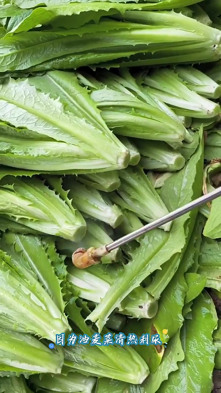 清炒油麦菜