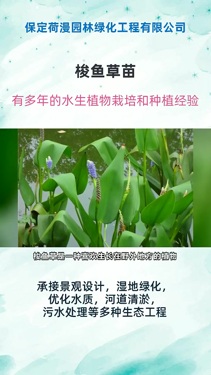 梭鱼草苗