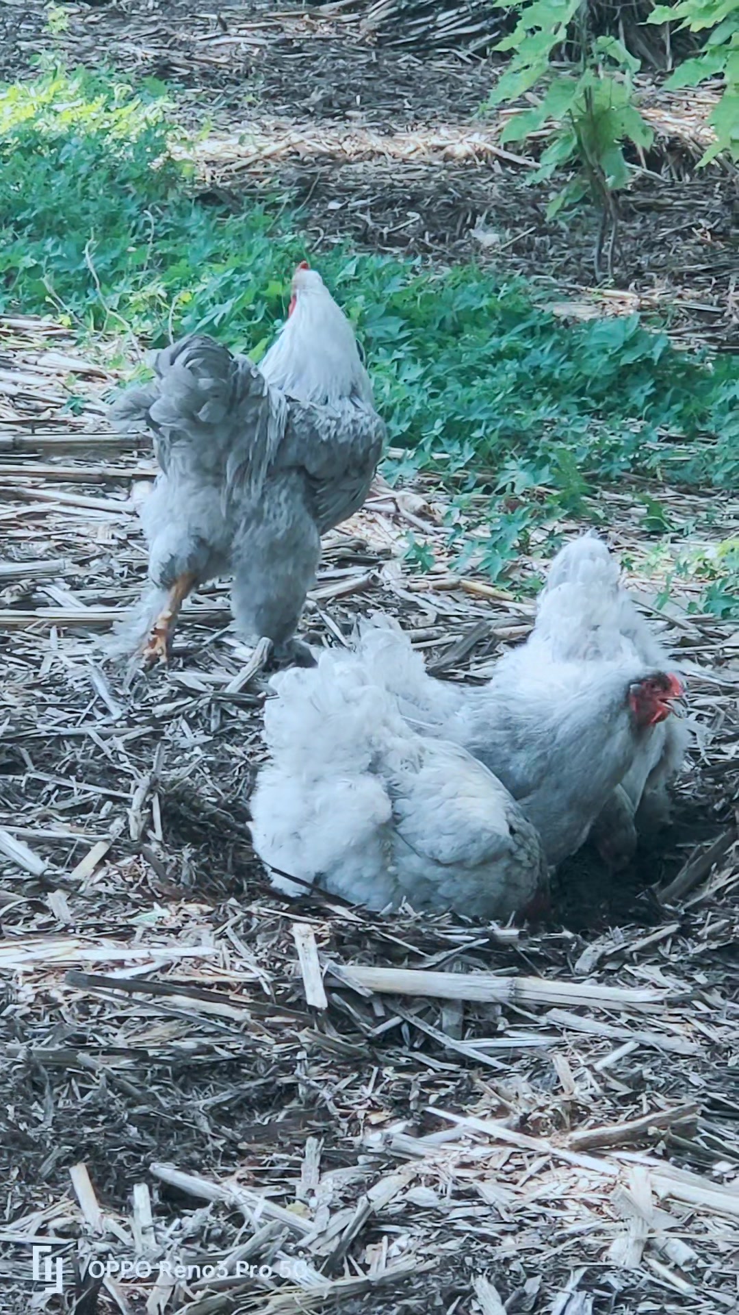 婆罗门观赏鸡看来欣赏吧
