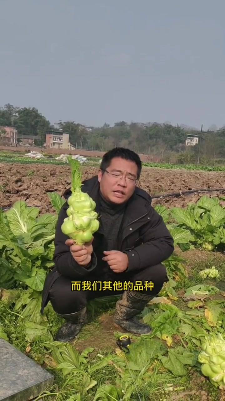 川塔农科——渝早100榨菜,产量高,不易空心。榨菜 榨菜种子 蔬菜种子