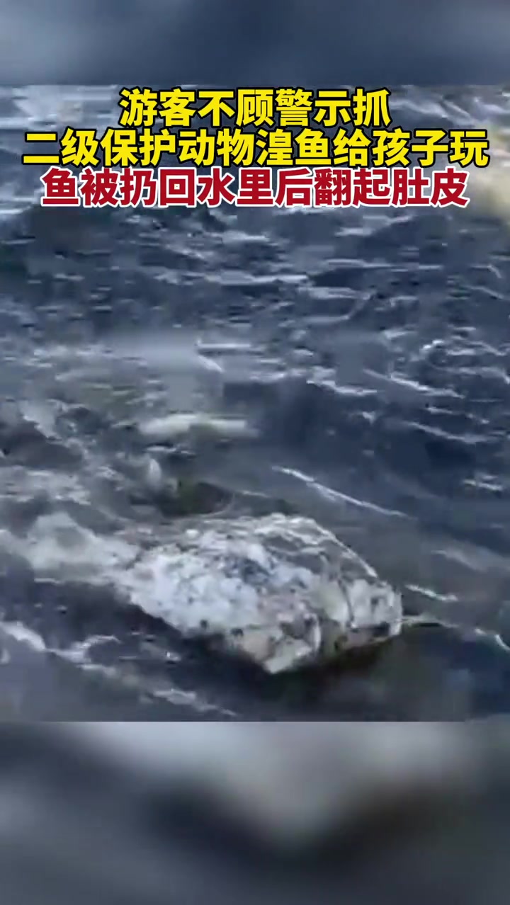 游客不顾警示抓二级保护动物湟鱼给孩子玩,鱼被扔回水里后翻起肚皮