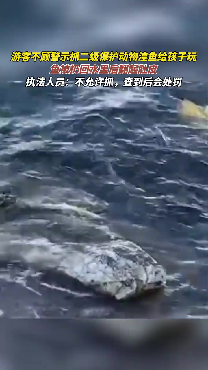 游客不顾警示抓二级保护动物湟鱼给孩子玩,鱼被扔回水里后翻起肚皮,执法人员:不允许抓,查到后