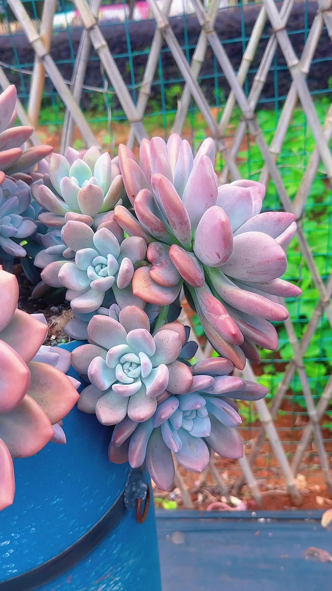 奥普琳娜自然大老桩群