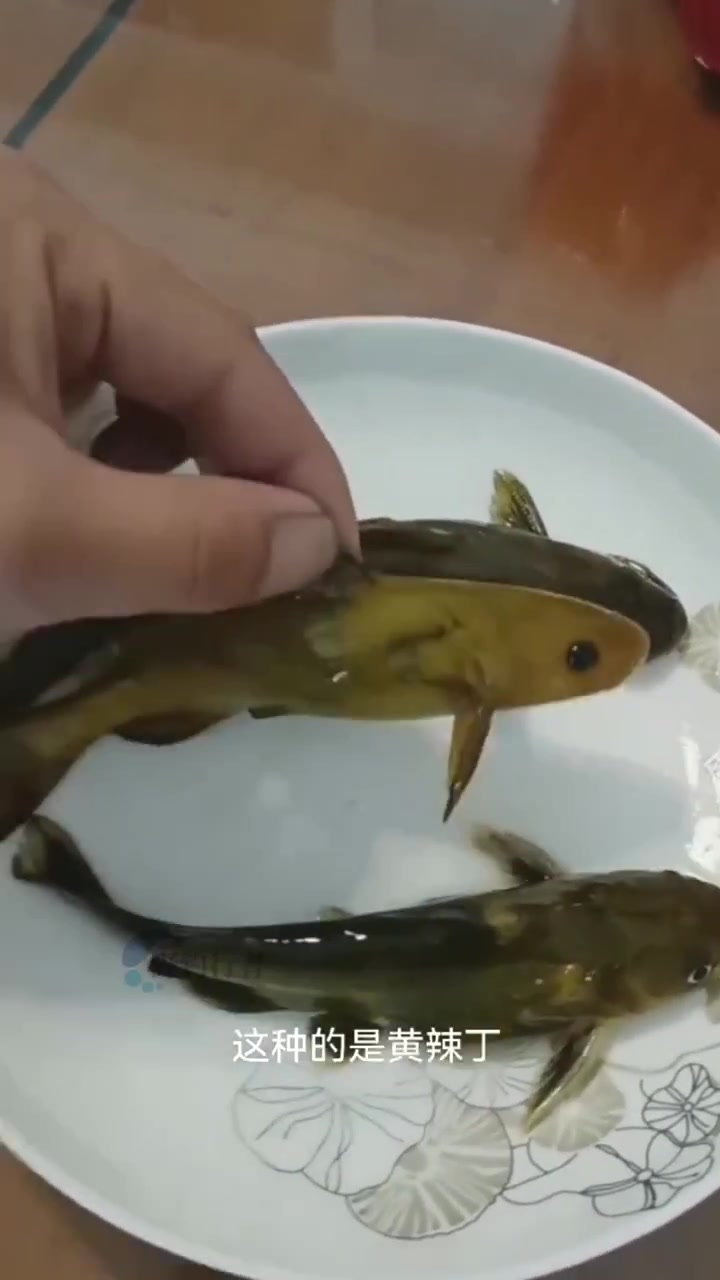 你平时钓到的是黄辣丁吗,可能你钓到的根本不是黄辣丁,是三角峰,石板条,黄辣丁,三角峰的区别