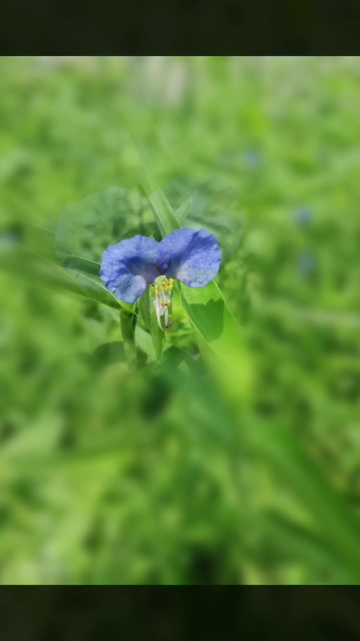 美丽的鸭跖草:别名(翠蝴蝶)
