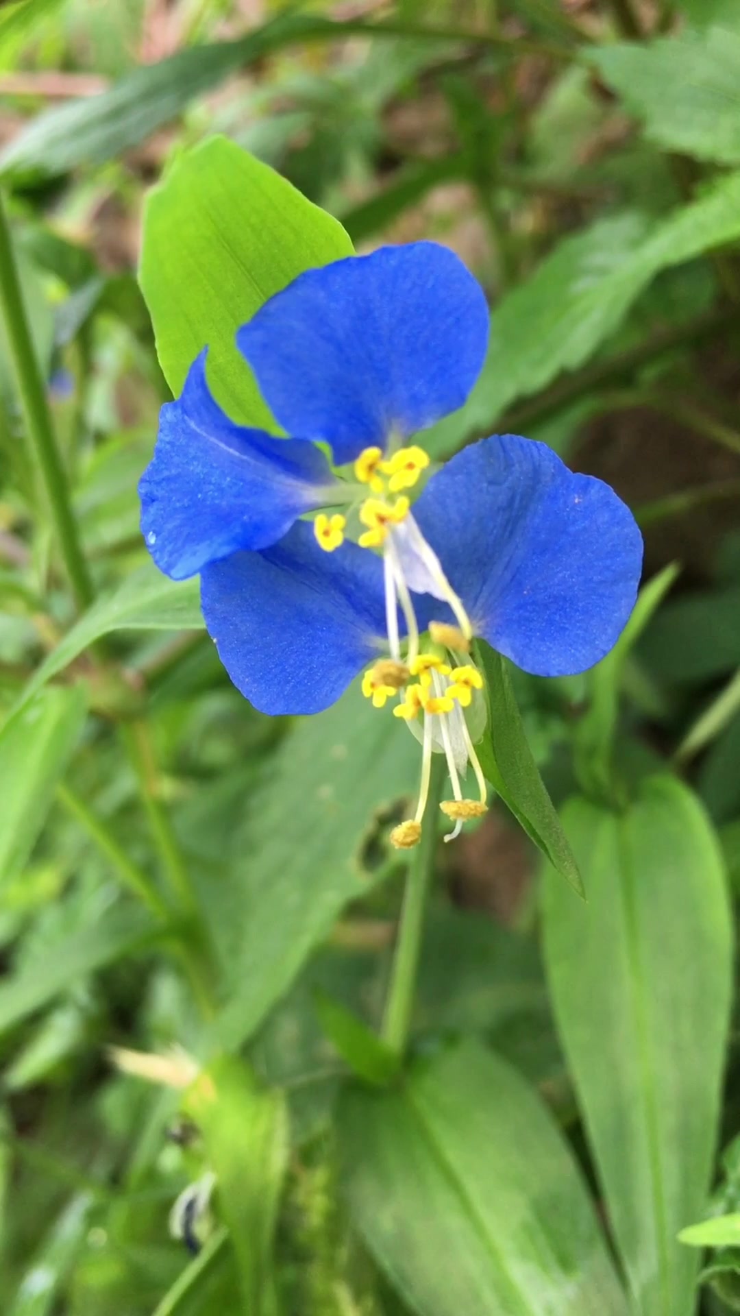鸭趾草、别名兰花菜、古时称碧蝉花