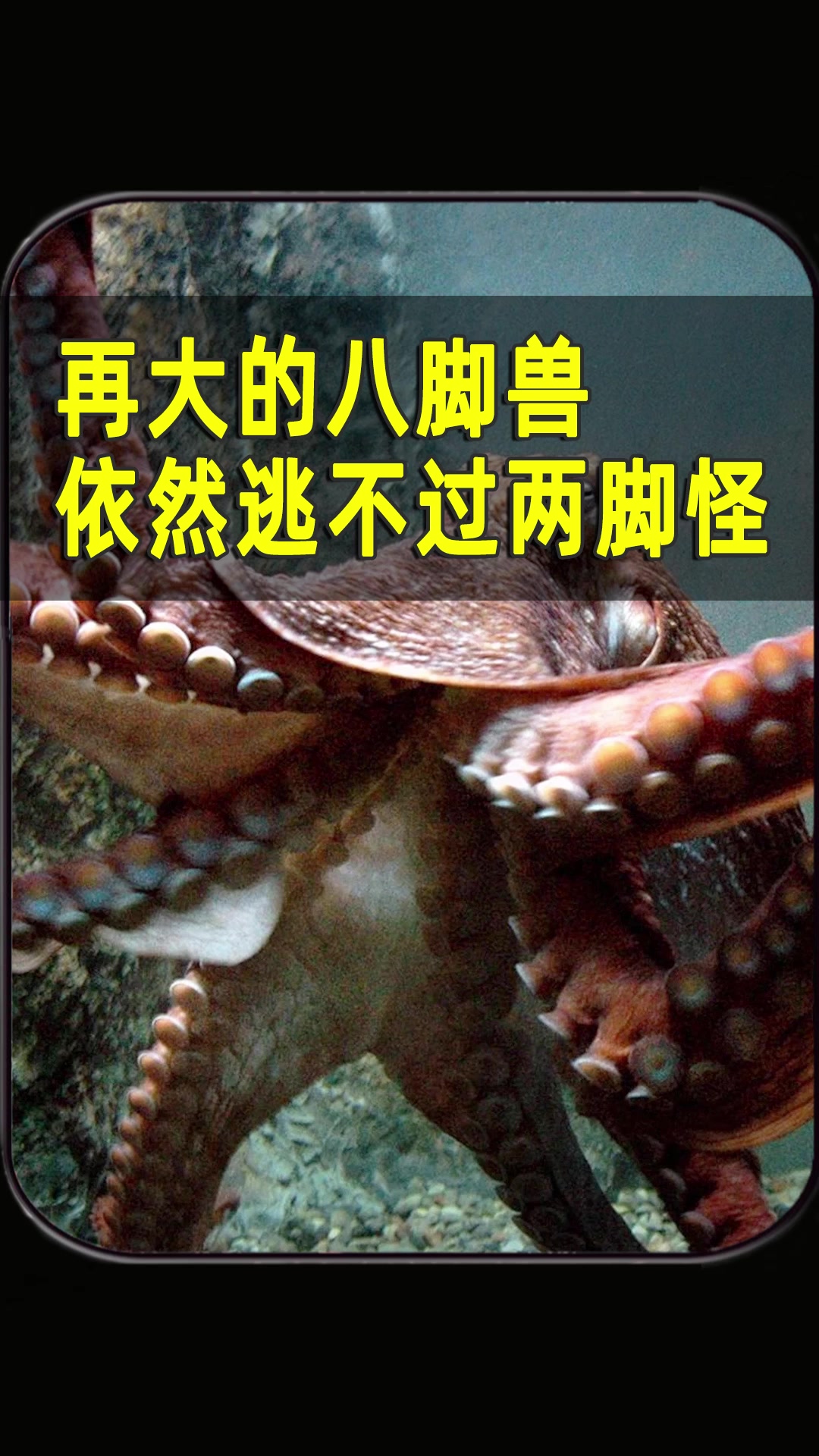 如何吃掉一只,重达82斤的巨型章鱼?