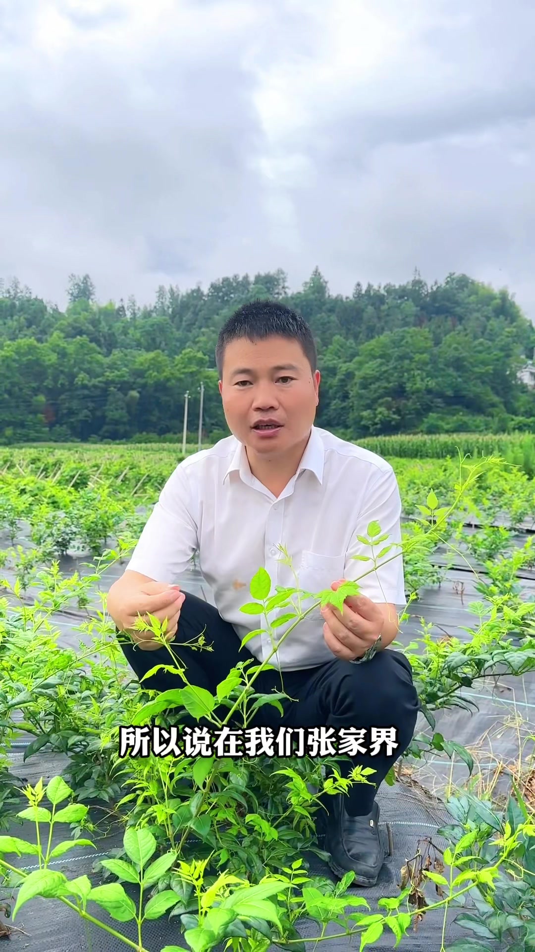 莓茶就是藤茶,学名显齿蛇葡萄