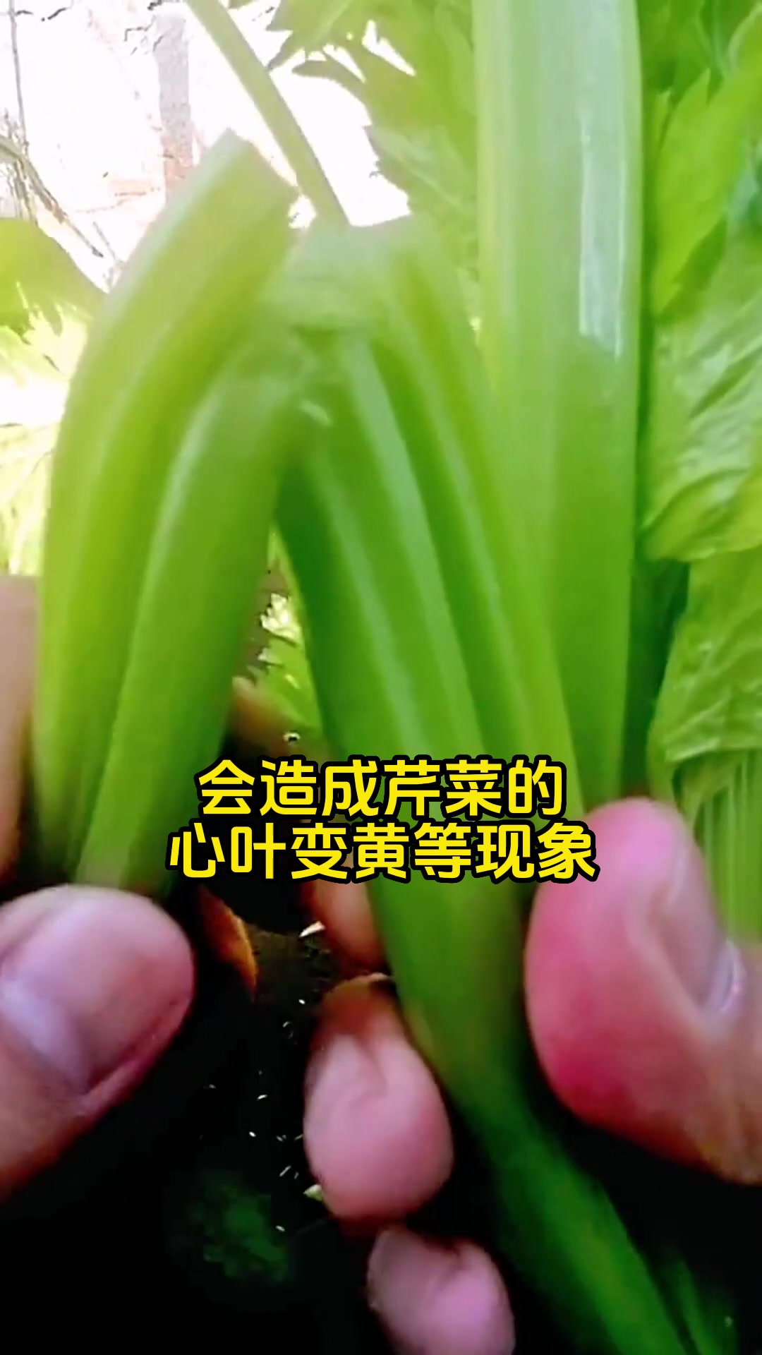 芹菜开裂 页面变黄 治理方法