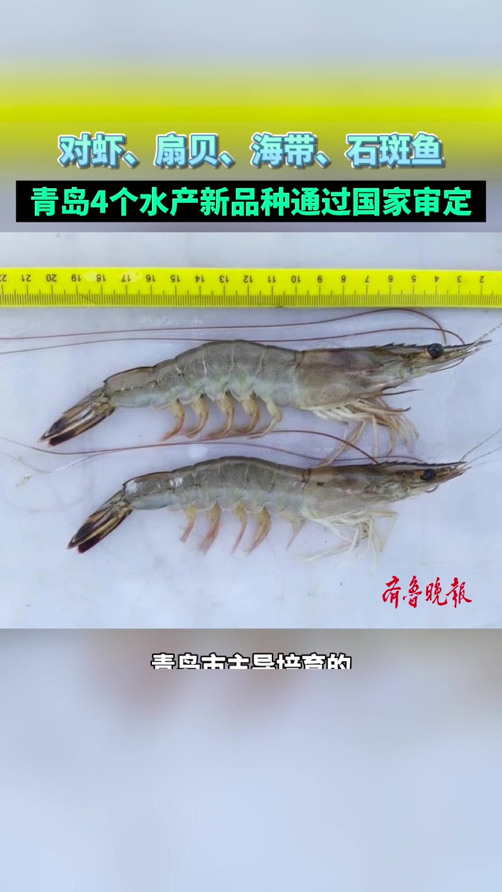 果然视频|对虾、扇贝、海带……青岛4个水产新品种通过国家审定