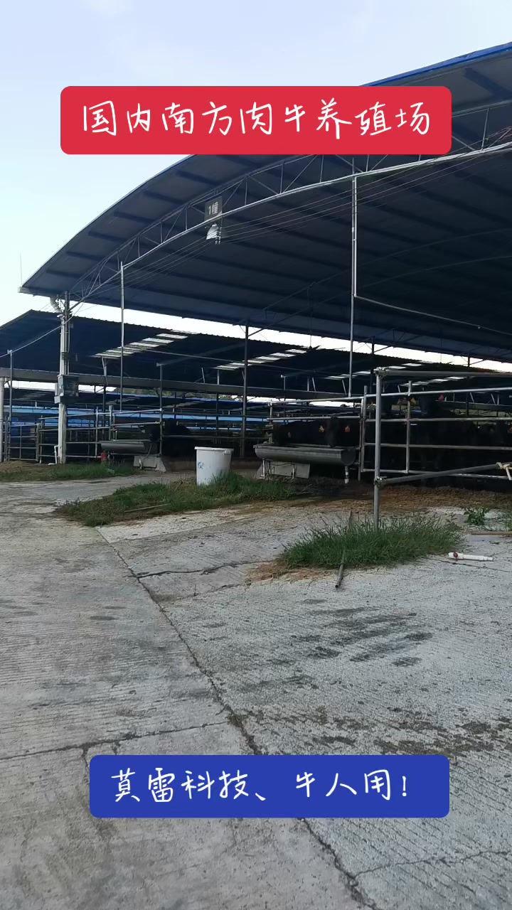 国内南方肉牛养殖场
