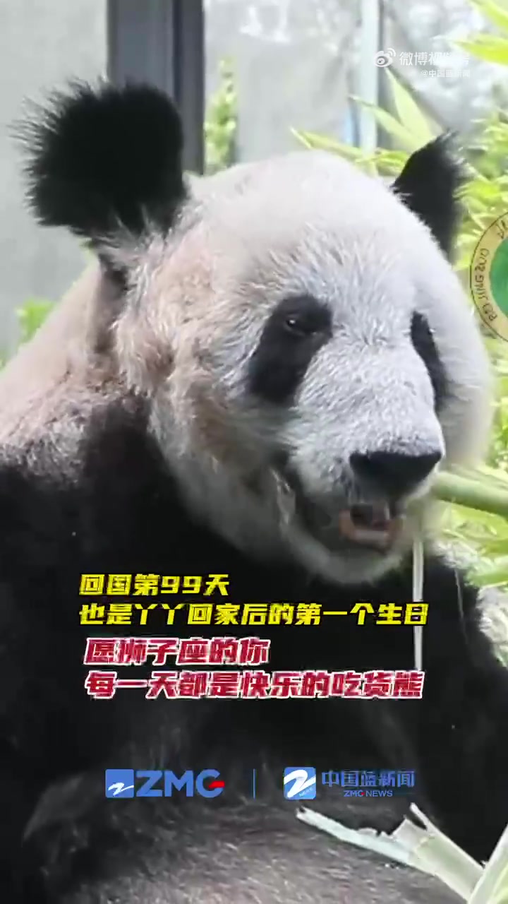 【丫丫今天过生日】今天是大熊猫“丫丫”23岁的生日,也是丫丫回国第一个生日。狮子座的 丫丫