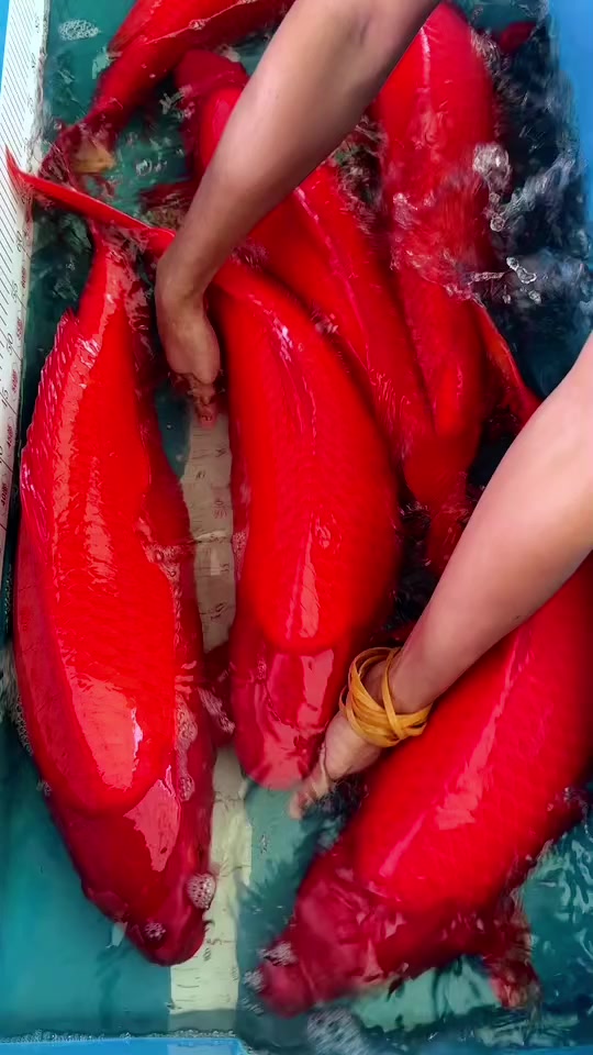 红红火火,尾形红火鲤锦鲤 65-70㎝观赏鱼