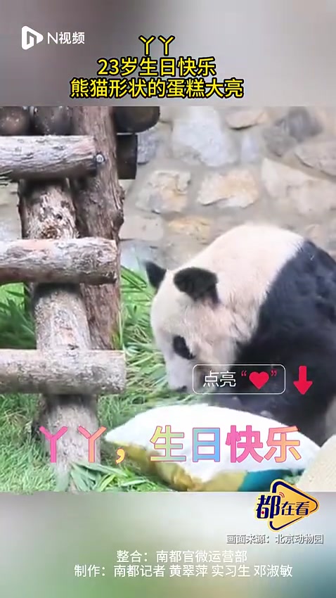 丫丫23岁生日快乐,熊猫形状的蛋糕大亮