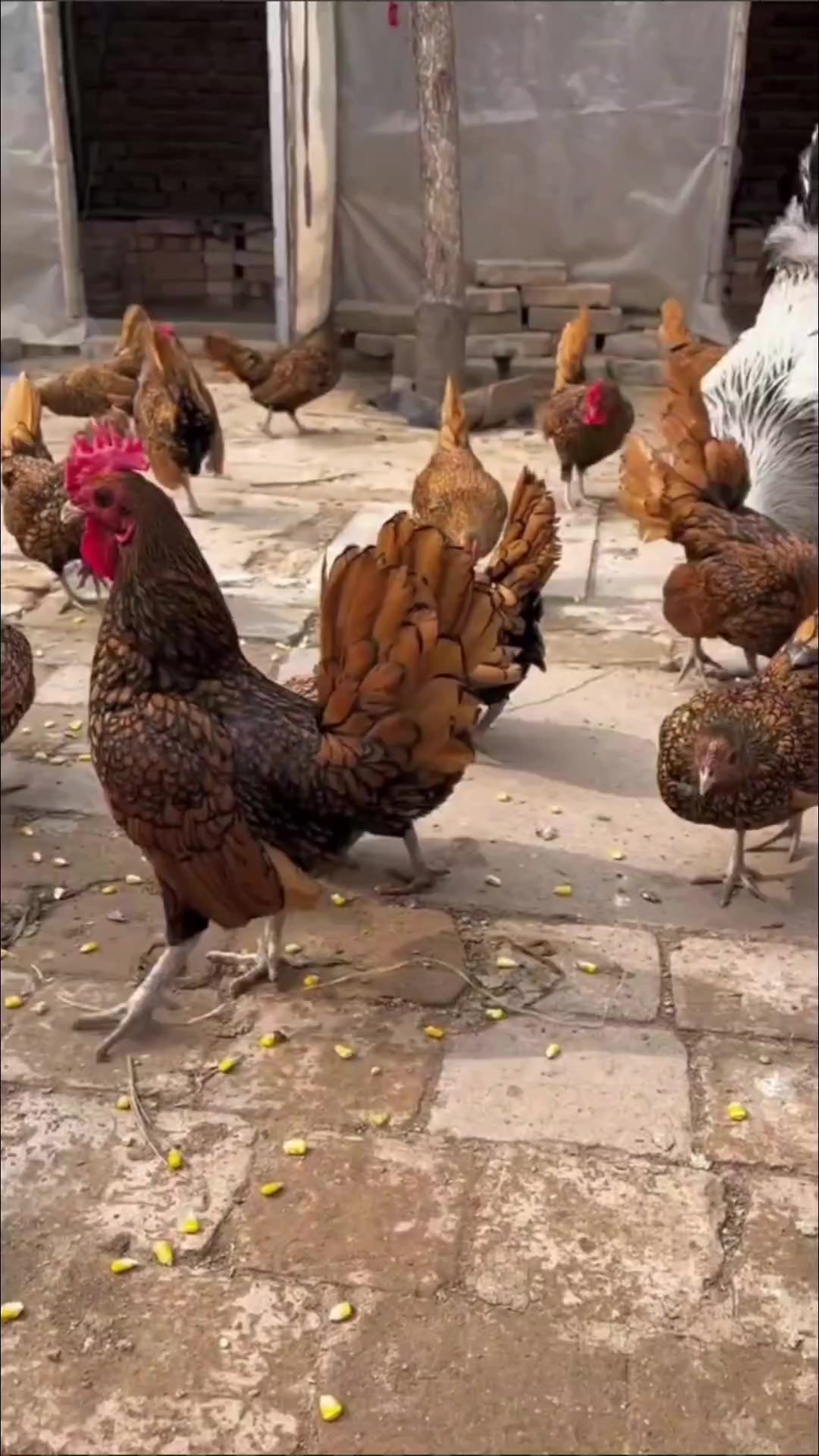 波兰鸡,美观大方