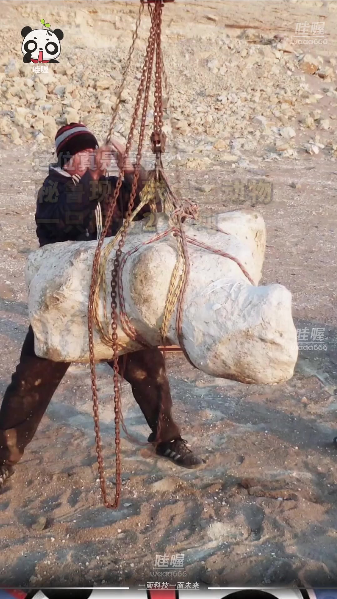 这位真是重量级,据《自然》报道,秘鲁发现远古鲸鱼骨骼,硬如石头,一块上百斤。原鲸鱼重近20