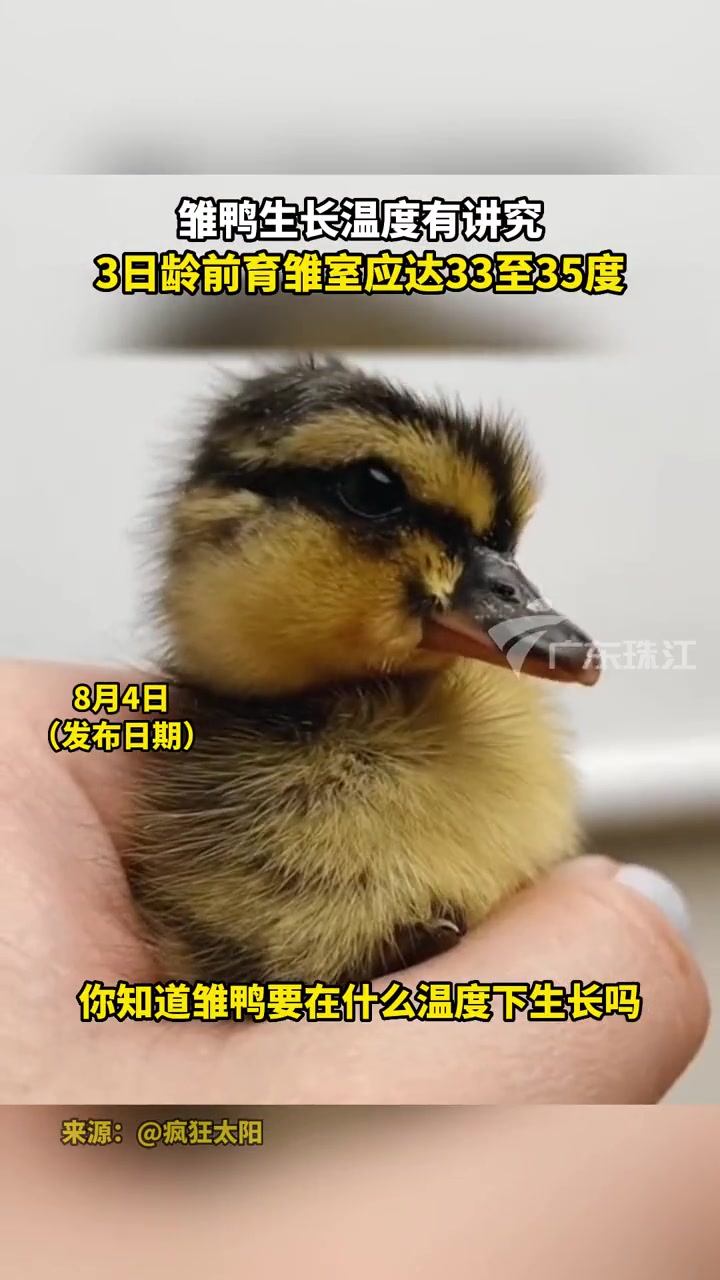 雏鸭生长温度有讲究,3日龄前育雏室应达33至35度 爱宠星球嘉年华 雏鸭 科学养宠 宠物知