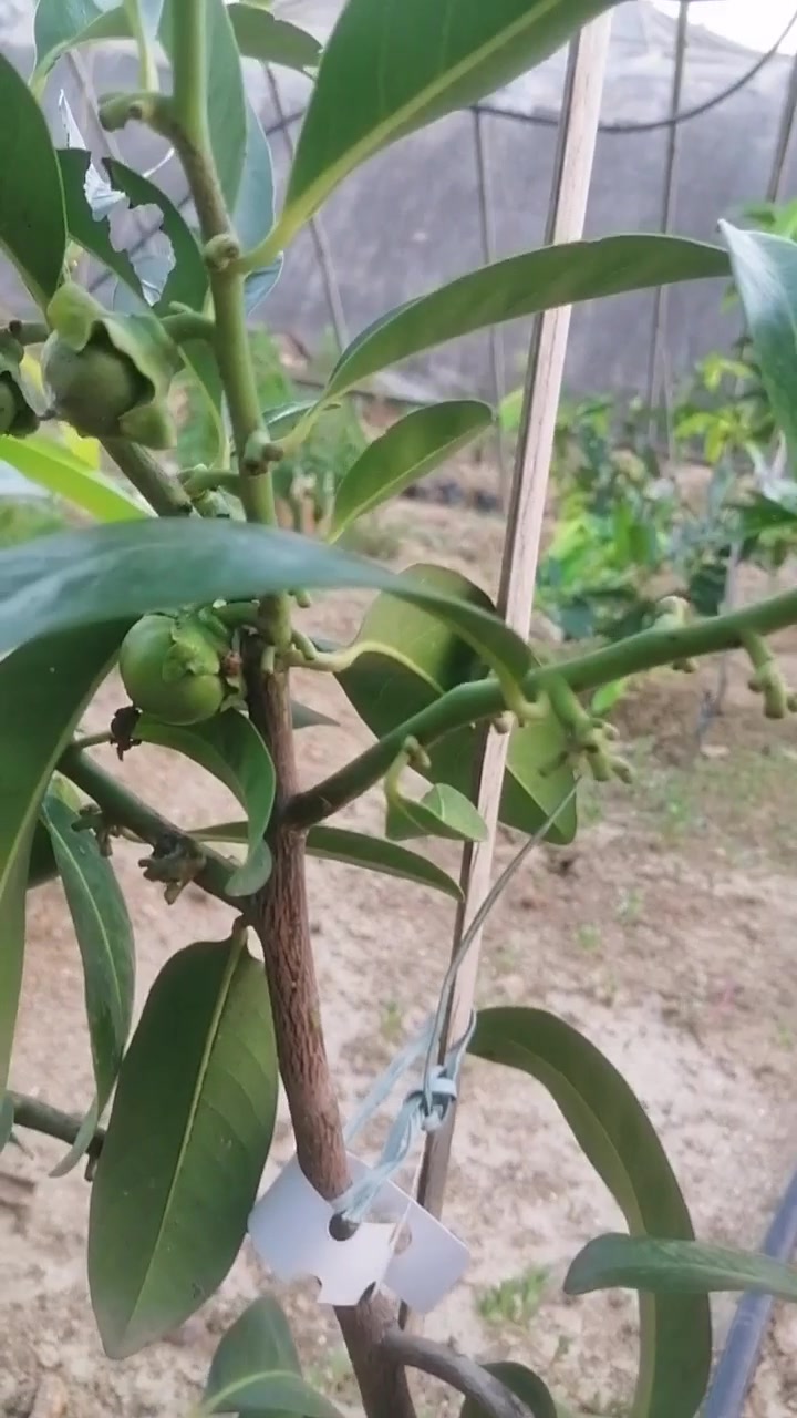 成熟了软软糯糯的水果巧克力布丁果