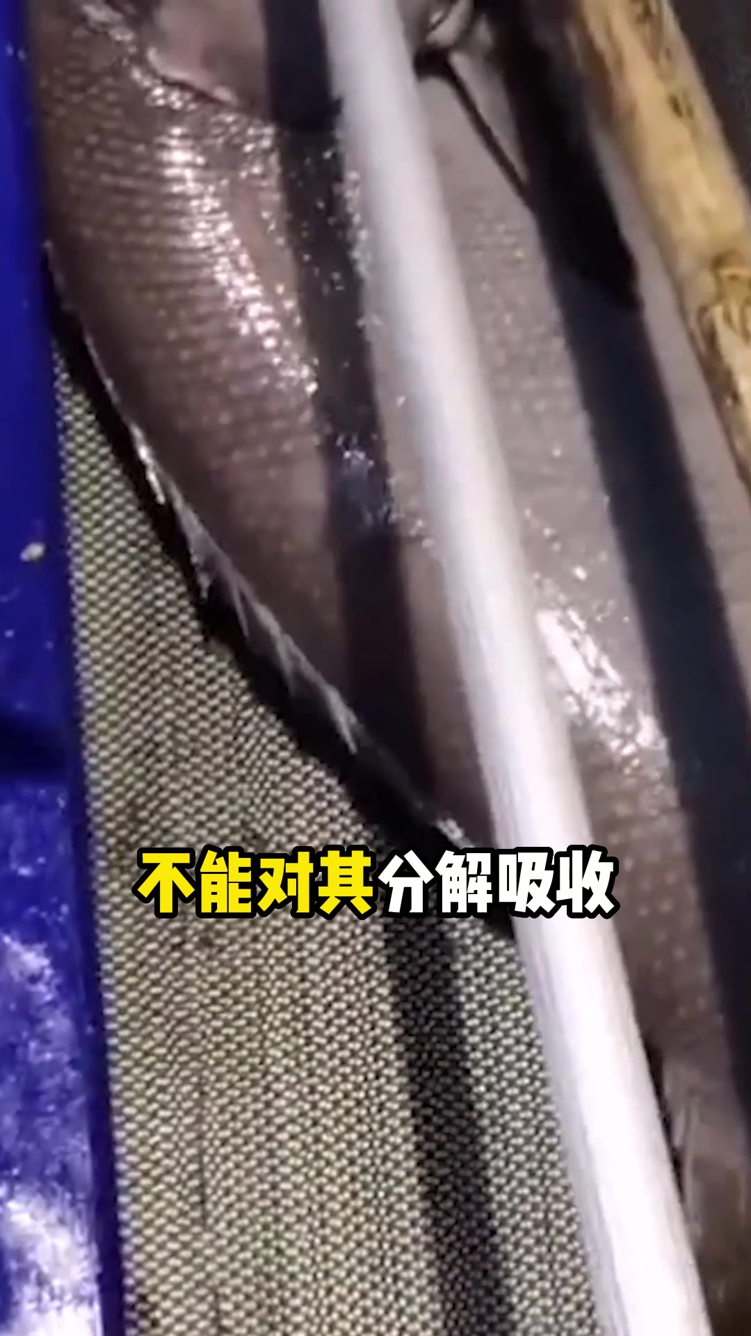 公认“最脏”的4种垃圾鱼,寄生虫和重金属超标,不懂的人经常买