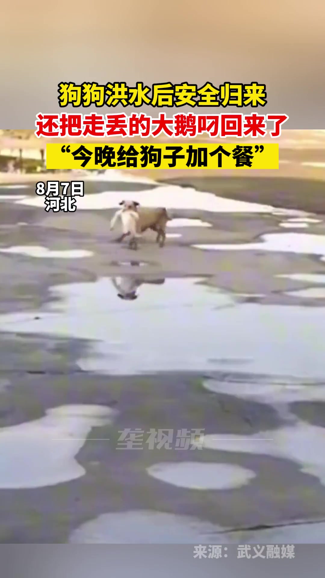 8月7日,河北。狗狗洪水后安全归来,还把走丢的大鹅叼回来了,“今晚给狗子加个餐” 狗子成精