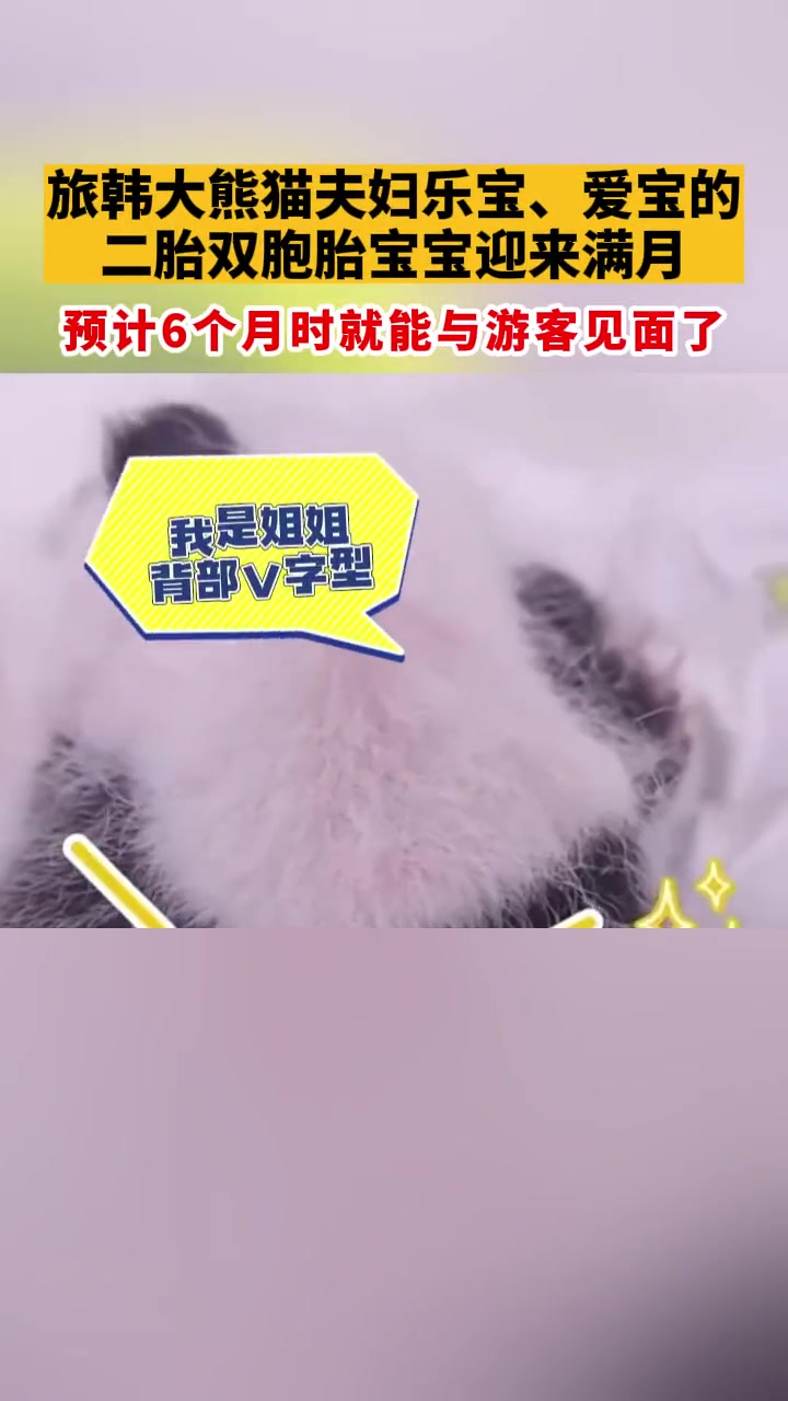 我们满月啦!旅韩大熊猫 夫妇 乐宝、爱宝的二胎双胞胎宝宝迎来满月 预计6个月时就能与游客见