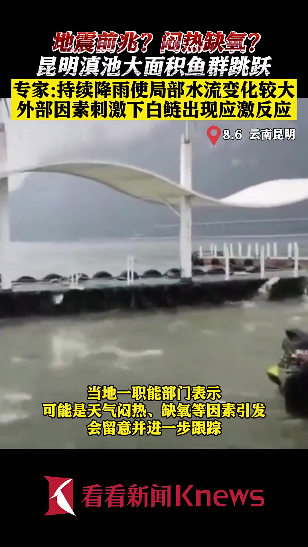 昆明滇池白鲢鱼集体“跳龙门”?真相来了