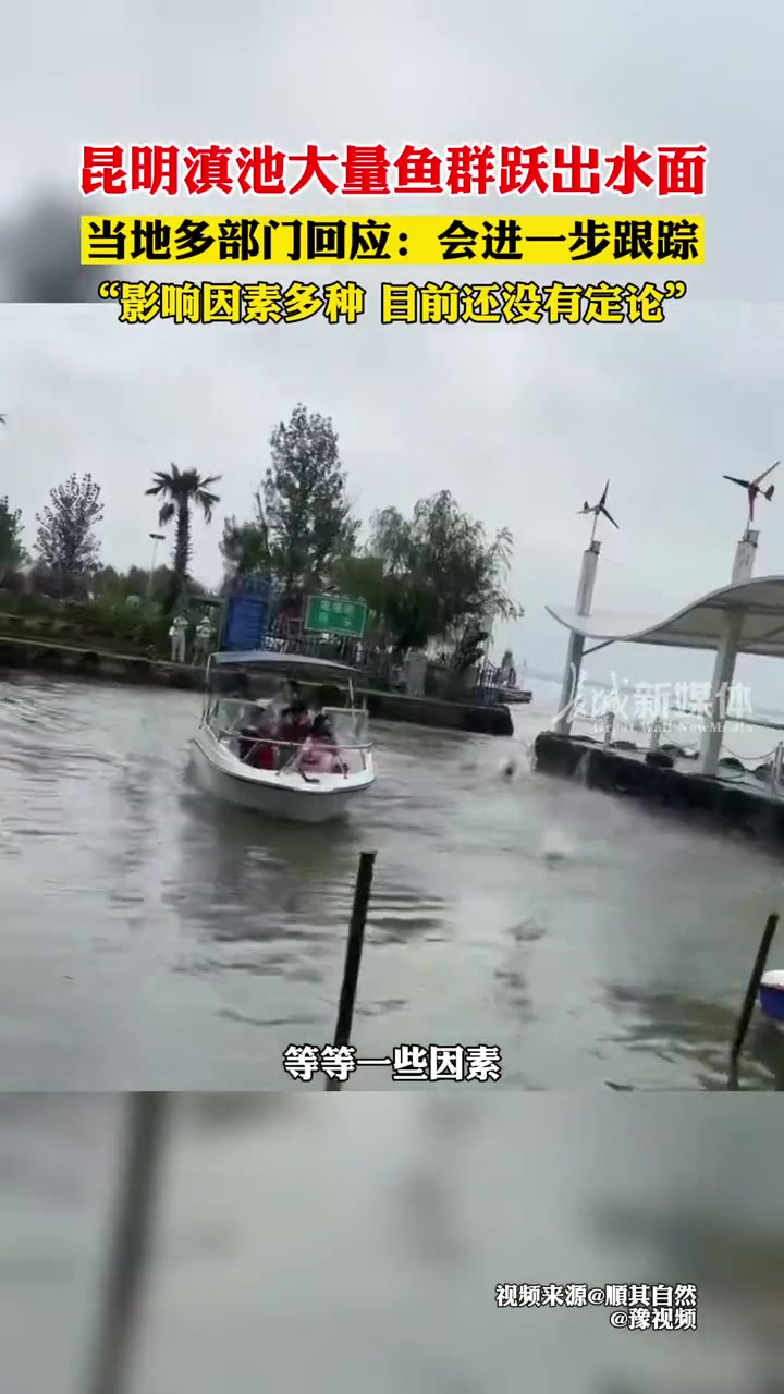 8月6日 云南昆明 滇池大量鱼群跃出水面,当地多部门回应:会进一步跟踪,“影响因素多种,目