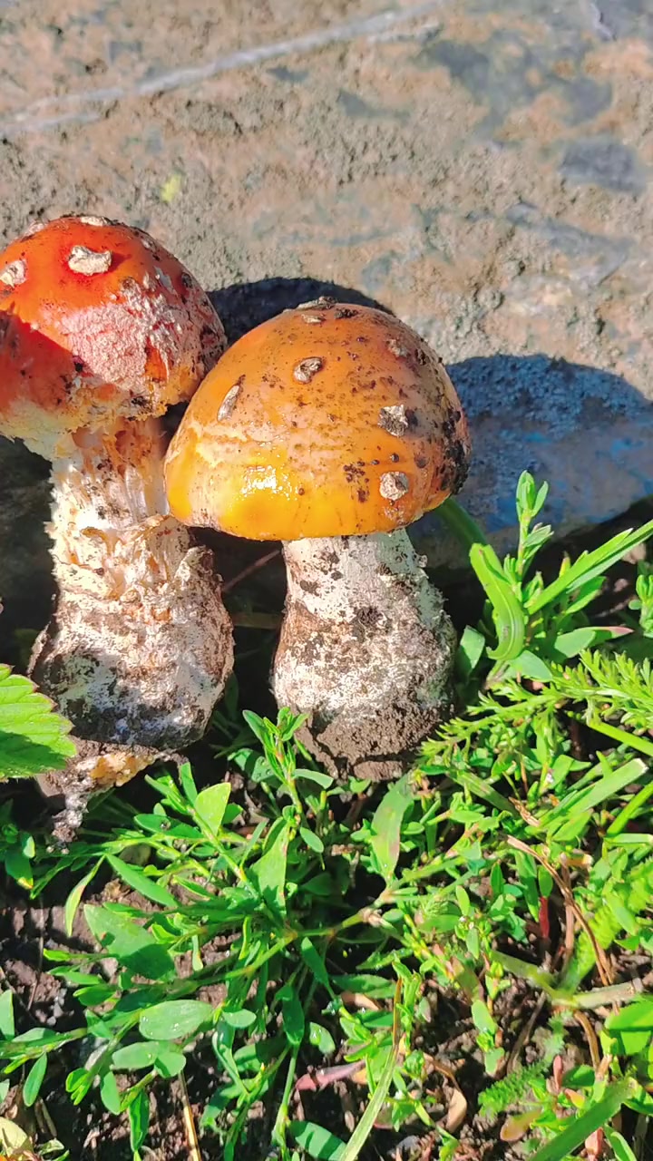 童话故事中最常登场的著名毒蘑菇:毒蝇鹅膏 萌知计划 科普 毒蘑菇 野生菌 采蘑菇