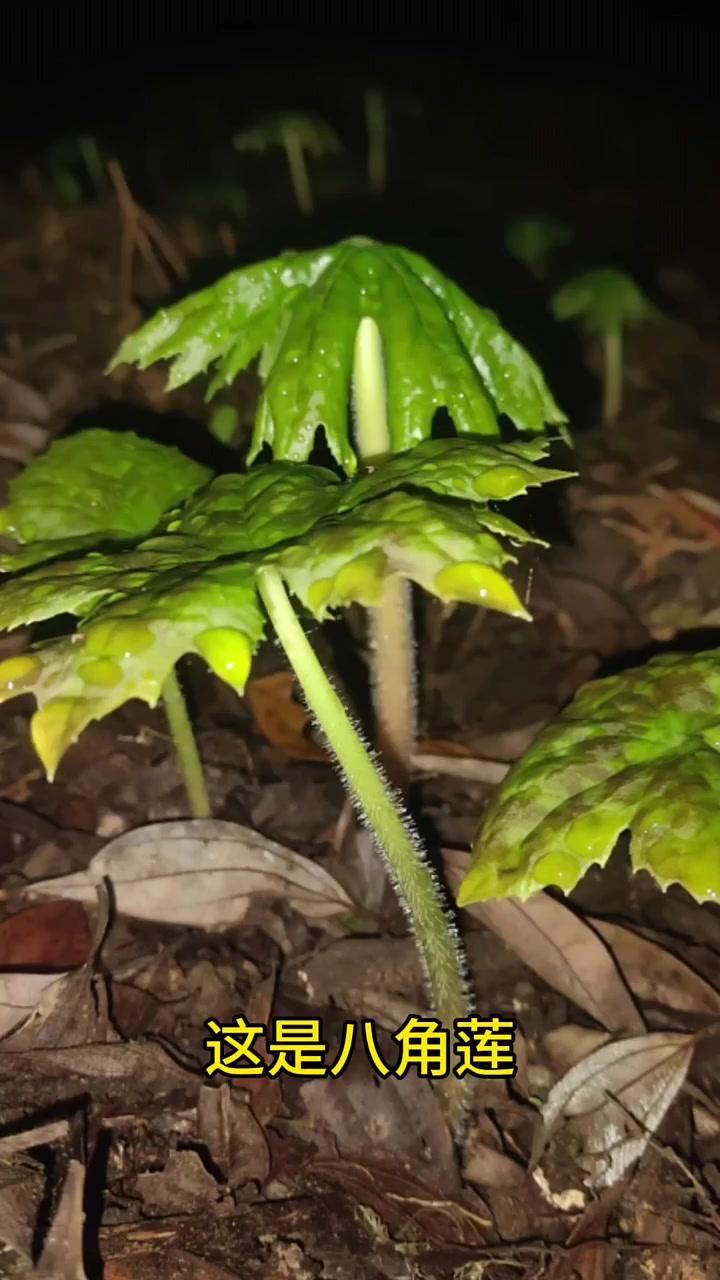 带你认识40种名贵中药材