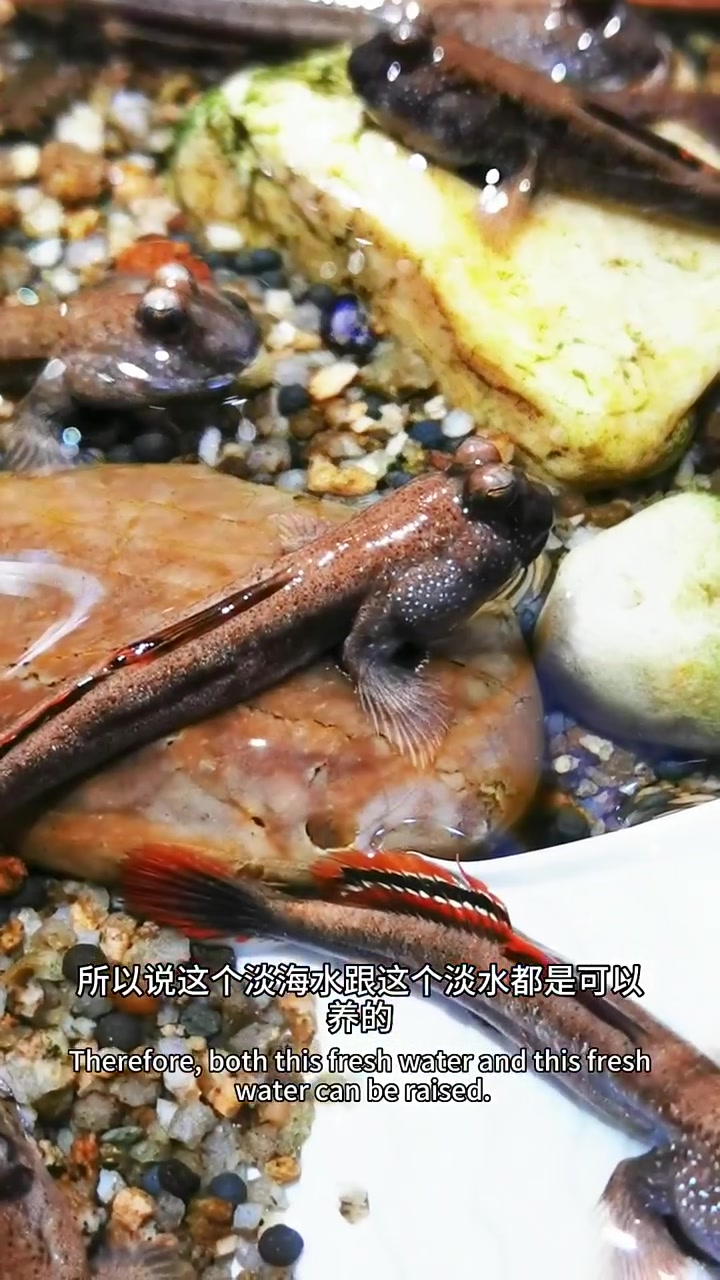 喂饲料,淡水自来水可养