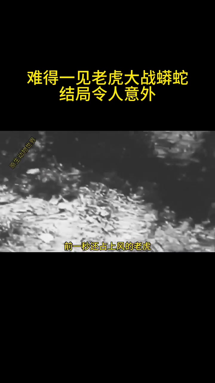老虎大战蟒蛇,结局另人意外吃动物的坤