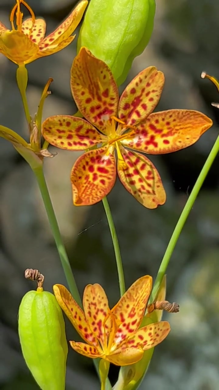 射干麻黄汤,他的主要材料就是今天这颗植物!大自然的馈赠 你的家乡有这种植物吗 一日一植物 