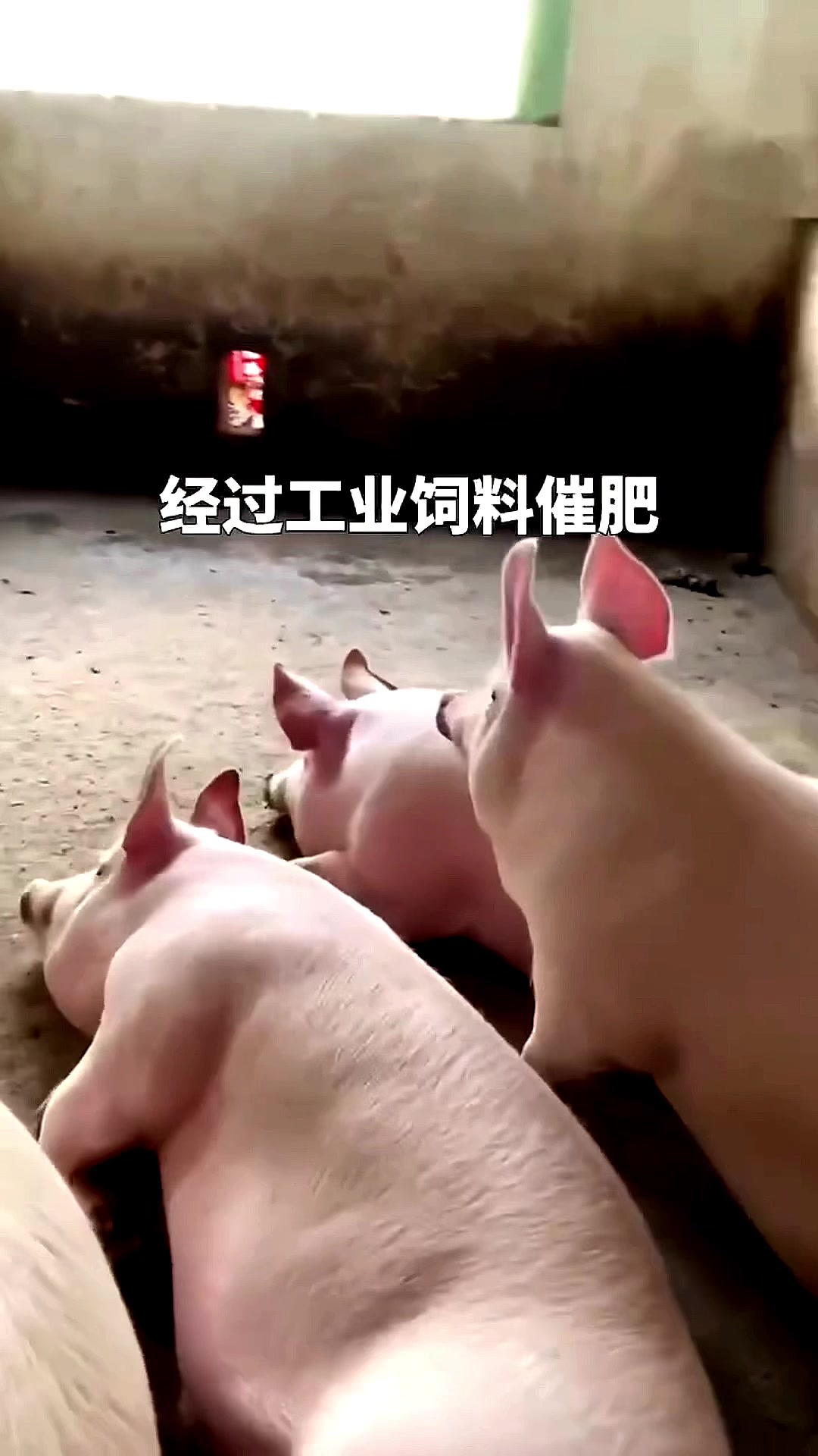 为什么现在的黑猪肉不香了?