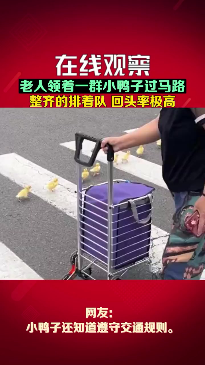小鸭子整齐的排着队跟着老人走,回头率极高。暖心正能量 开心快乐每一天 老人领着小鸭子过马路