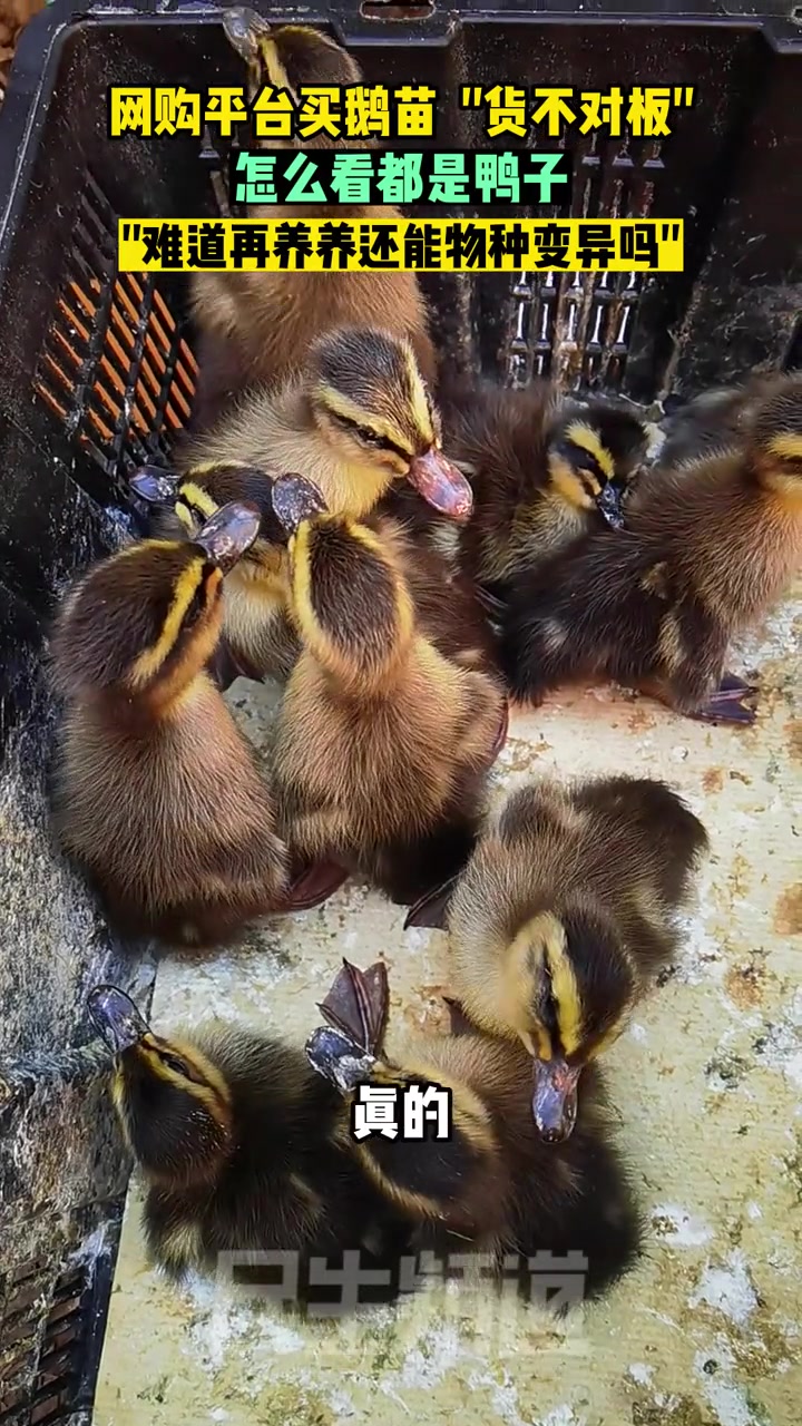 网购平台买鹅苗 “货不对板”,怎么看都是鸭子,“难道再养养还能物种变异吗” 网购 无语 震