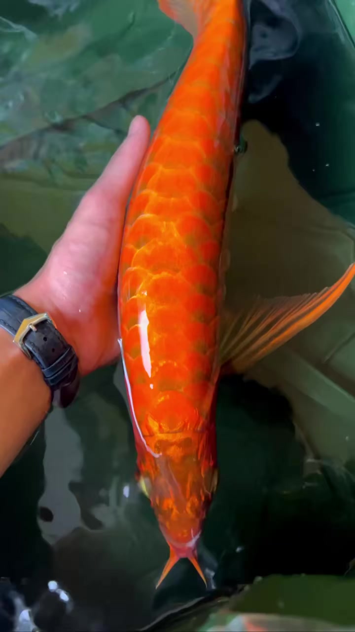 原色超血红龙鱼,圆润,饱满,细腻,原色鱼的魅力