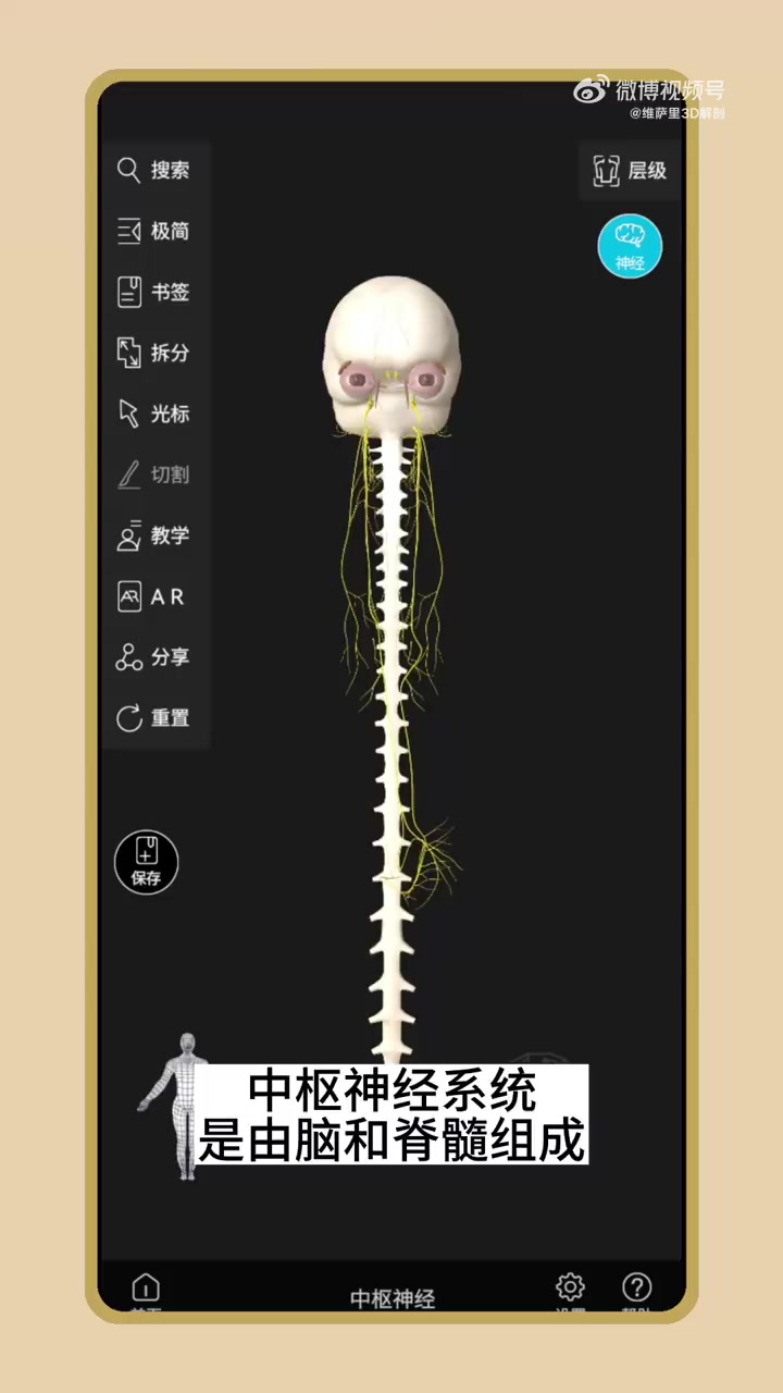 中枢神经系统是由脑和脊髓组成,从腰椎第一椎体往下,椎管内是马尾神经颈椎和胸椎的椎管内是脊髓