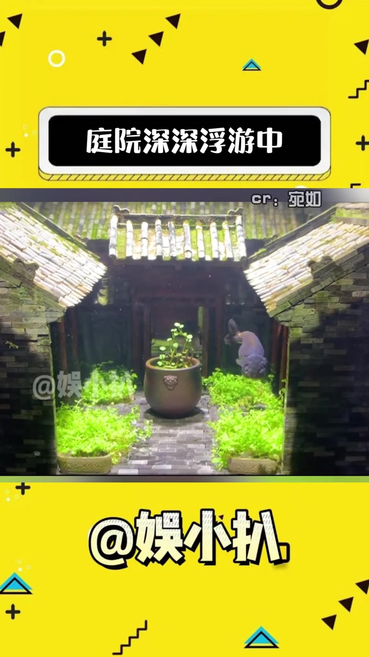 鱼住的比我都好 鱼缸 盆景 养鱼