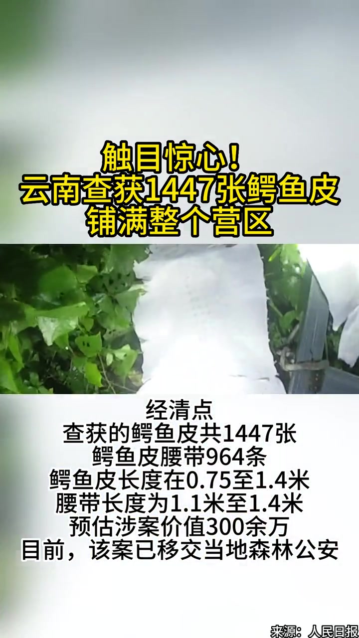 触目惊心!云南查获1447张鳄鱼皮铺满整个营区