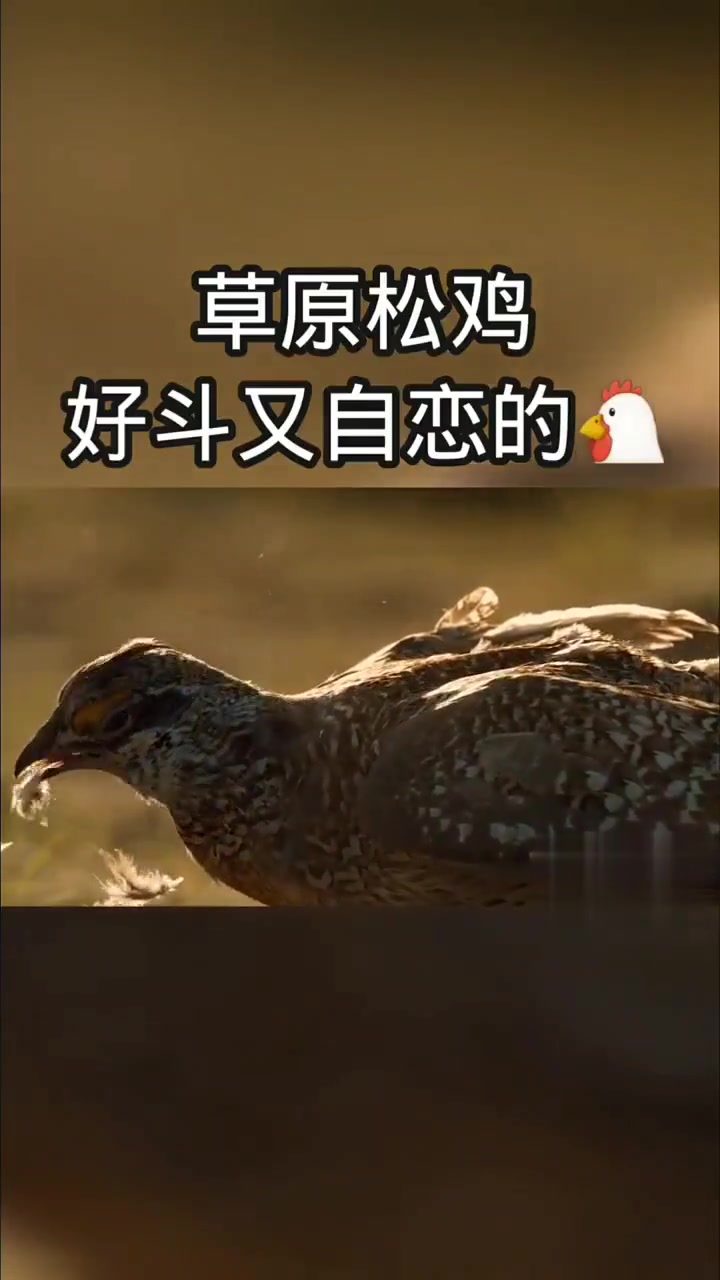 松鸡如何才能获得异性青睐?