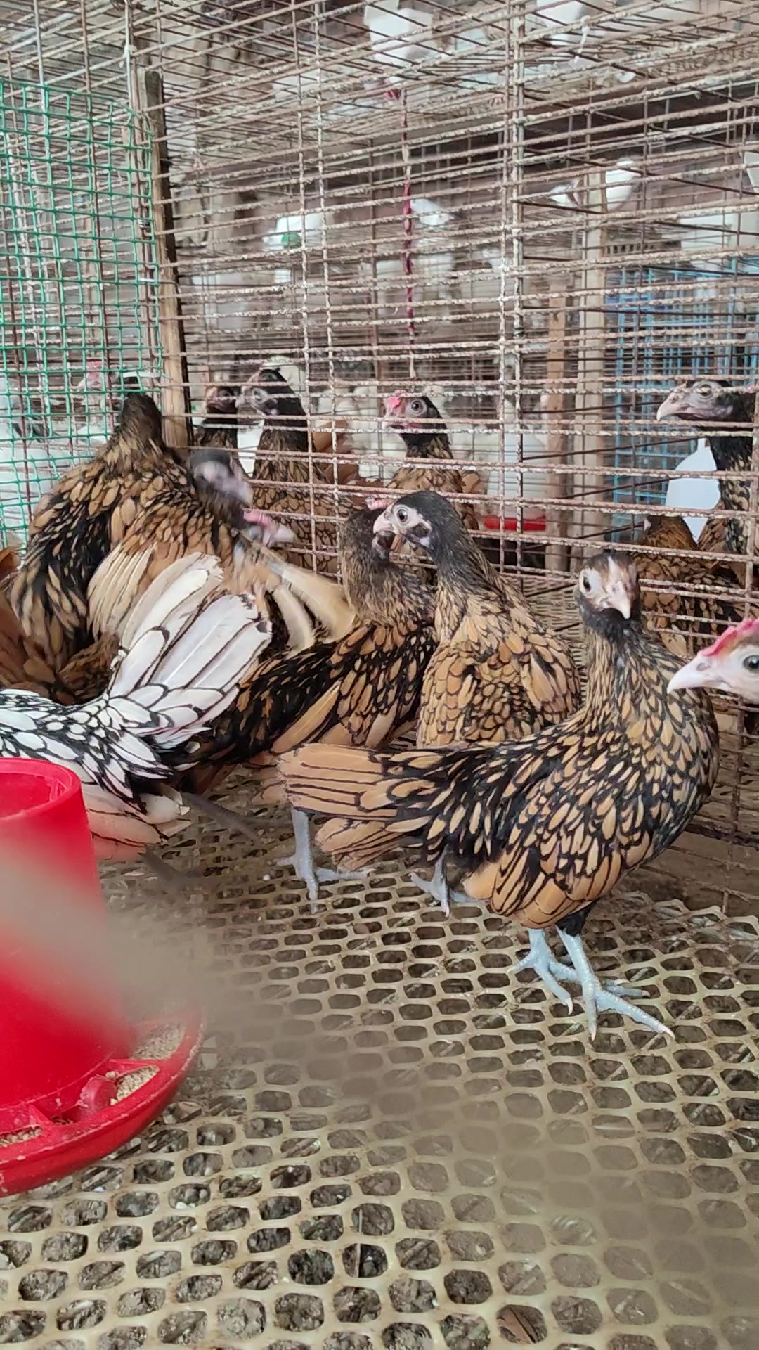 波兰鸡,美观大方