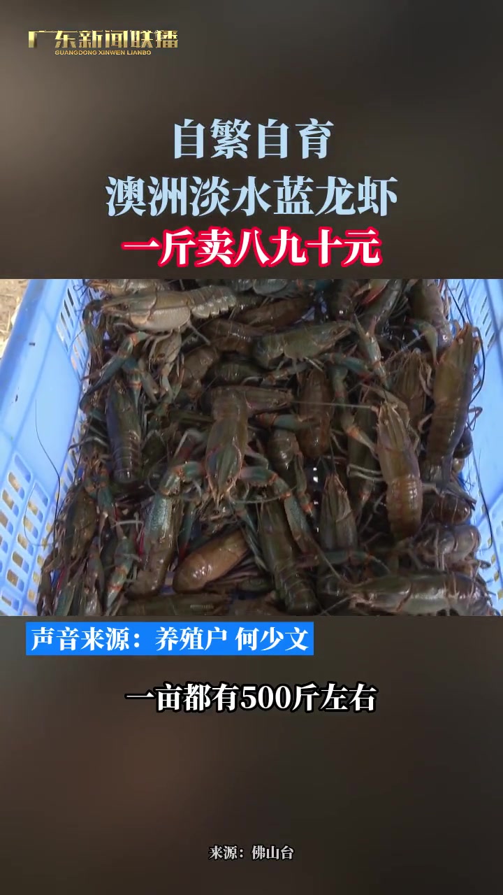 自繁自育澳洲淡水蓝龙虾:一斤卖八九十元