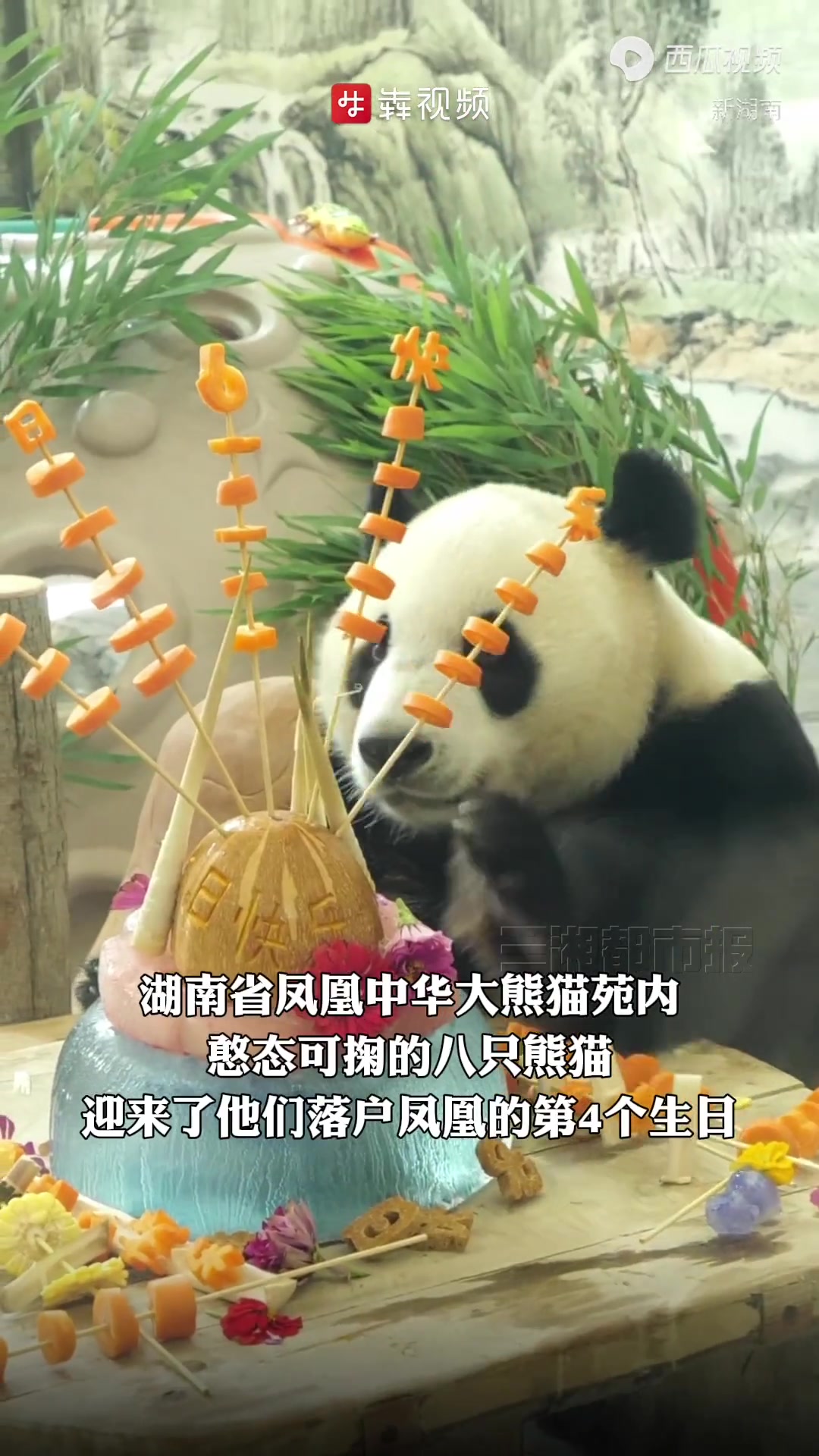 8只“国宝”开生日派对,游客庆生学知识