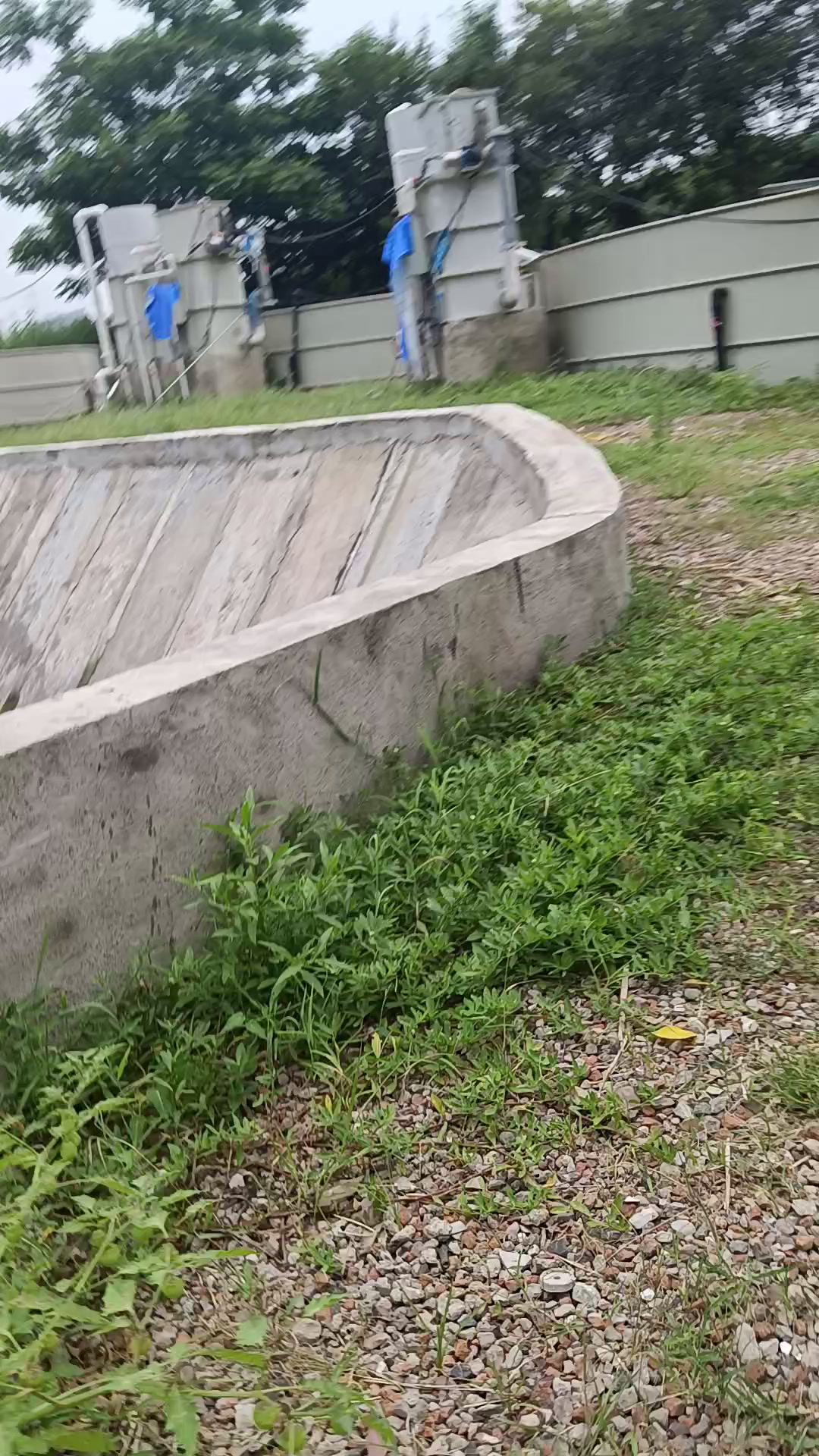 金草鱼可以观赏也可以食用