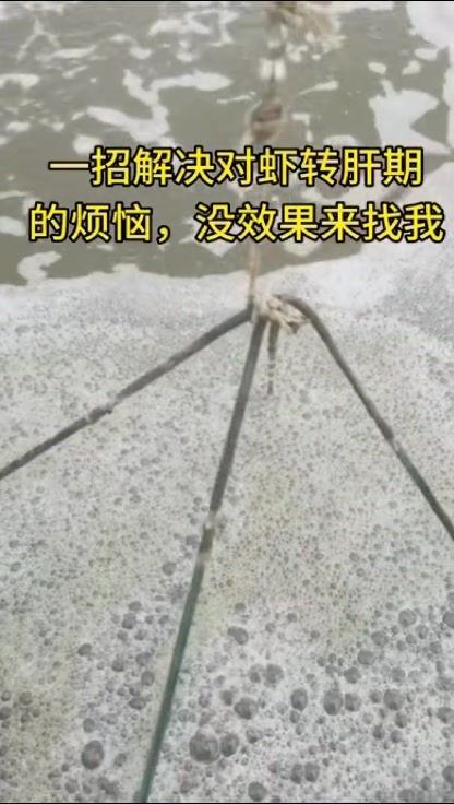 养对虾为转肝期发愁的找我,给你方案