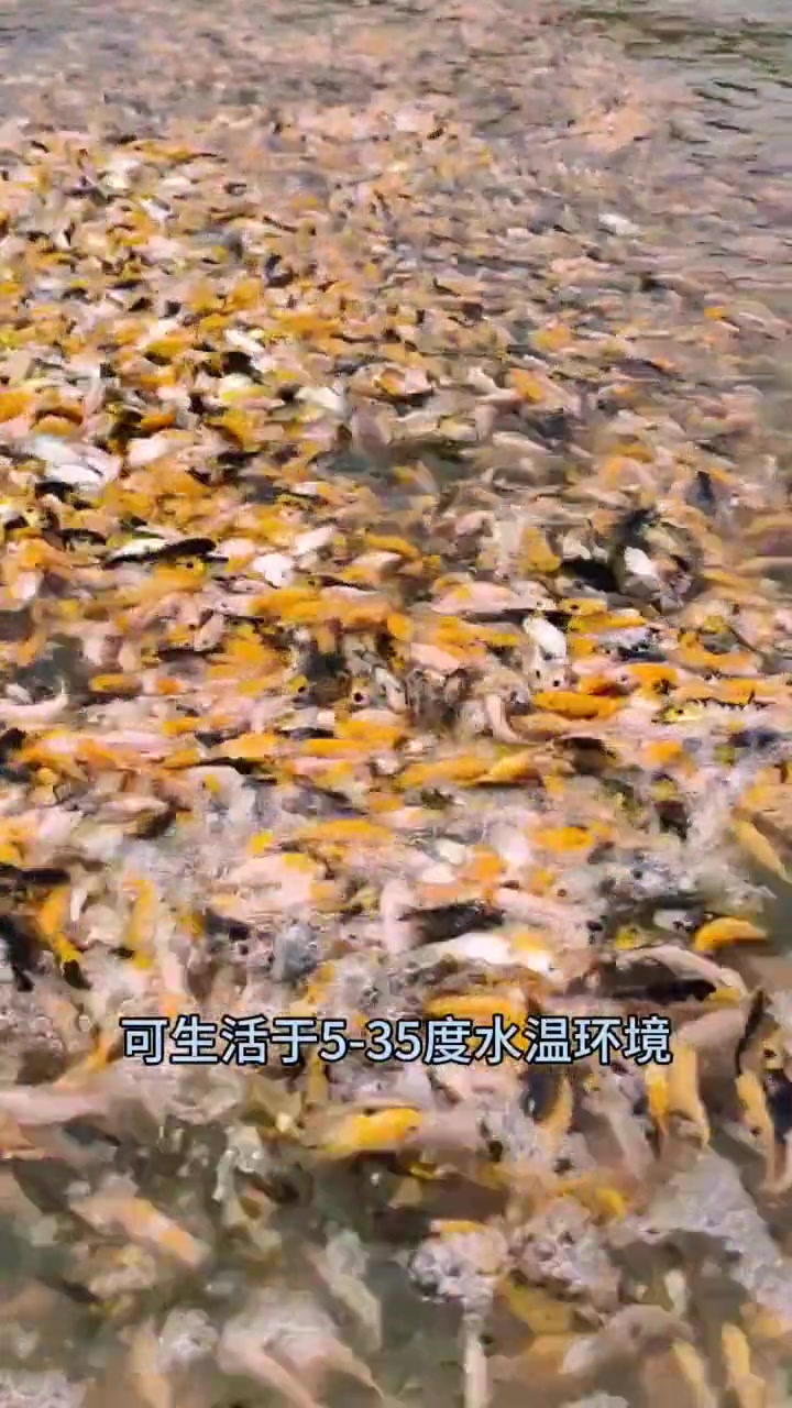 在家里养一池塘锦鲤欣赏是什么体验!现有5-20公分锦鲤鱼苗供君挑选。锦鲤养殖 锦鲤鱼苗 观