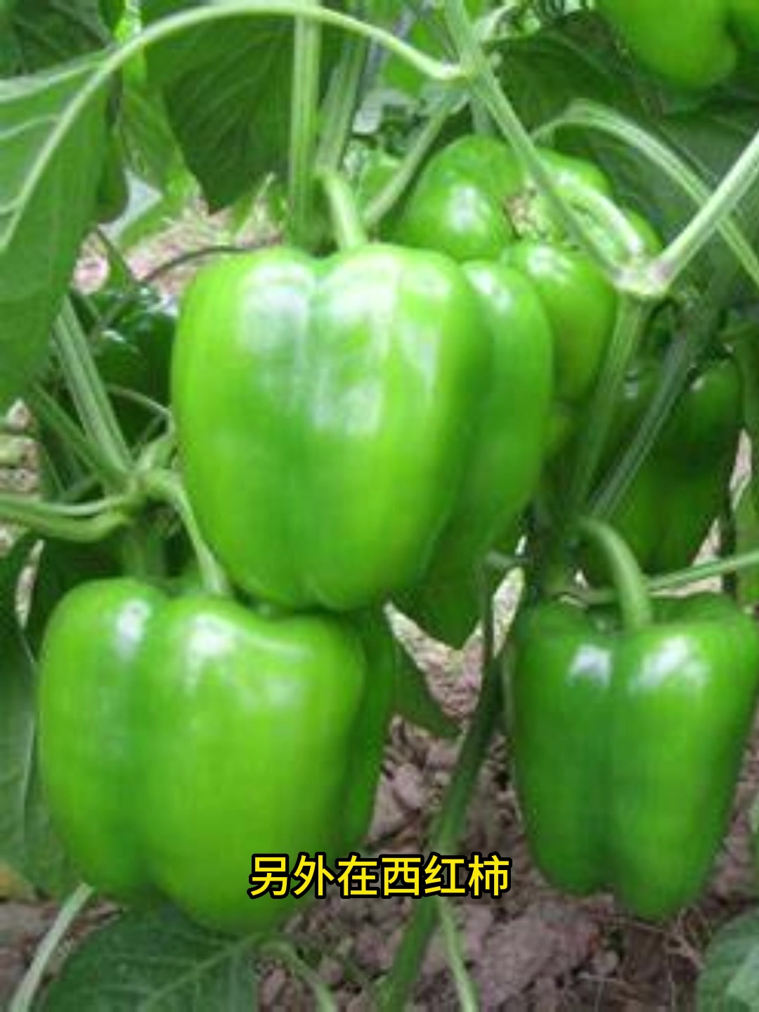 蔬菜病毒病的防治