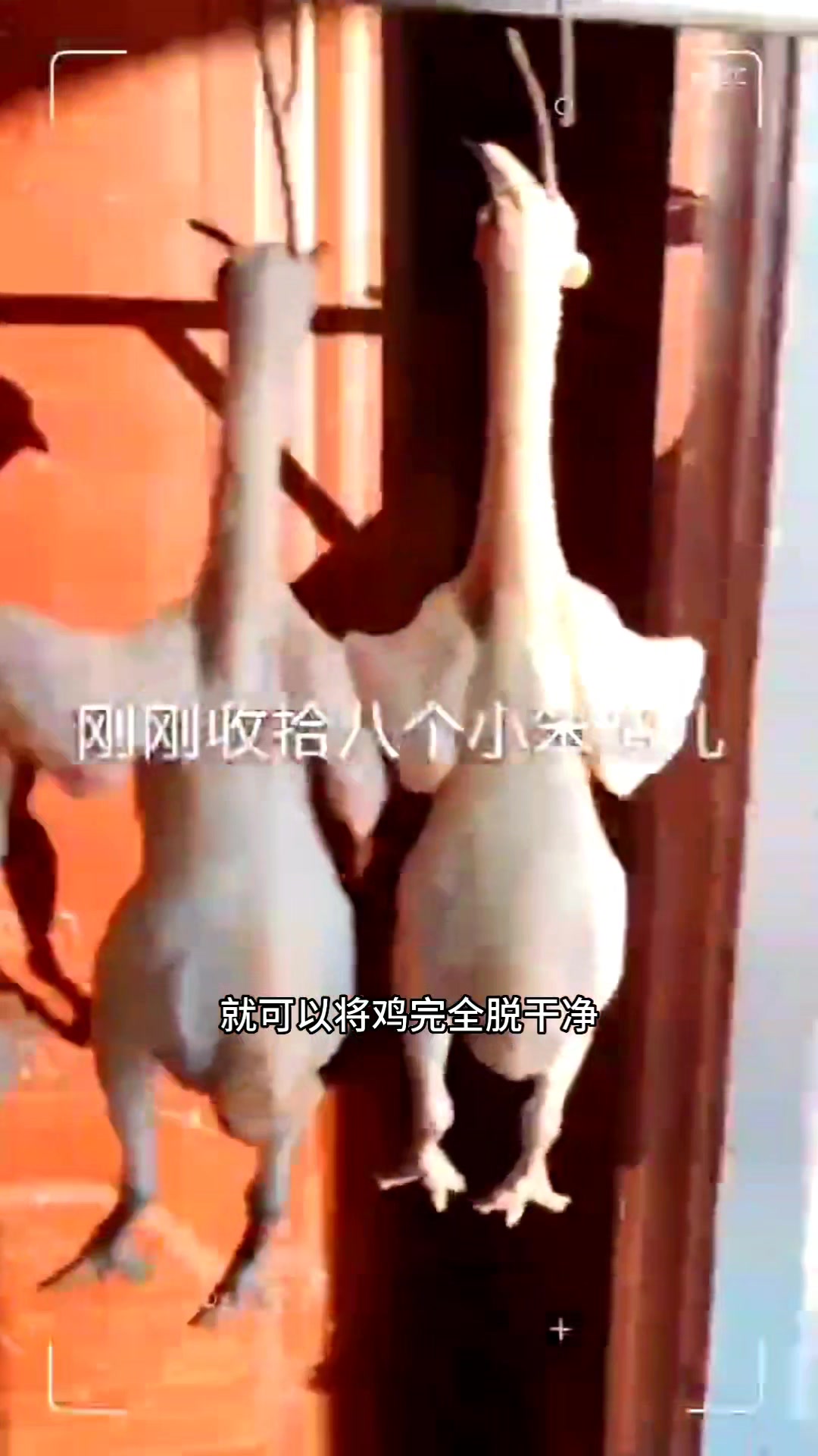 全自动鸡脱毛机小型鸡脱毛机不锈钢鸡打毛机圆筒鸡鸭鹅脱毛机