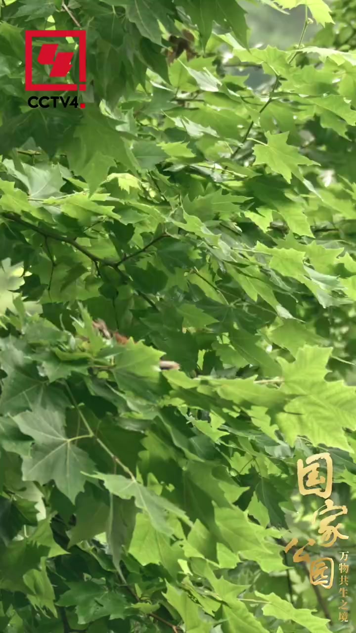 「小熊猫是熊还是猫?网友:是我的心头爱」谁能抵挡吐着舌头的小熊猫 圆圆脸,尖尖耳,“面包圈